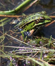 Teichfrosch-2.jpg